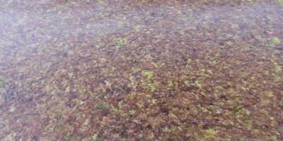 polfilter, fotografie, wasser, spiegelung, entfernen